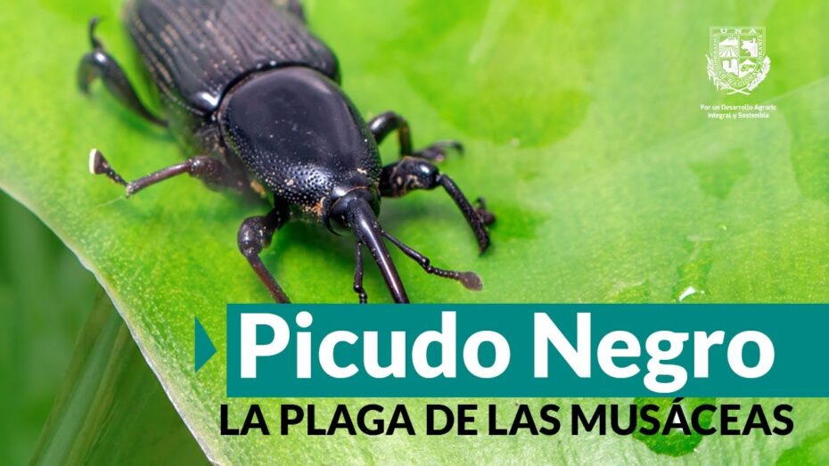 Combate el picudo negro: qué es y cómo enfrentarlo