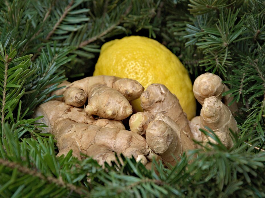 Pino limonero: todo sobre la variedad Cupressus macrocarpa var. Goldcrest