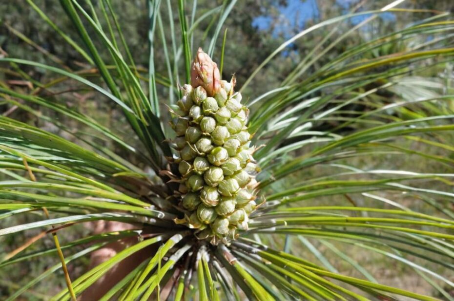 Pinus roxburghii, el pino del Himalaya