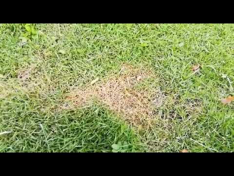 Plagas y enfermedades del césped: Guía completa para combatirlas y proteger tu jardín.