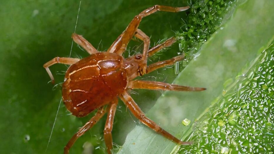 Plagas más recurrentes en plantas de interior y cómo evitarlas