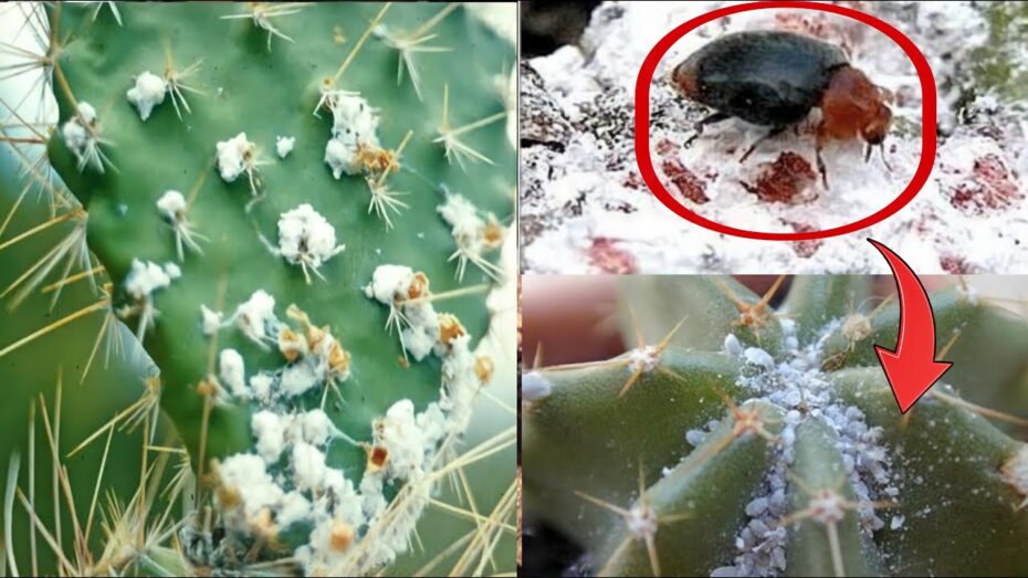Plagas de Plantas Crasas y Cactus: Guía completa para combatirlas