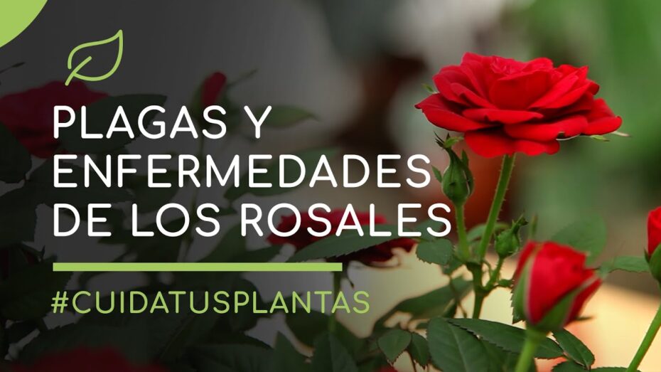 Prevención y control de plagas del rosal: Guía completa para un jardín saludable