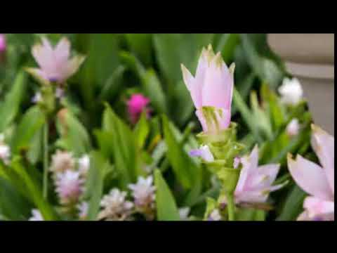 Cuidados de la planta cúrcuma: todo lo que necesitas saber