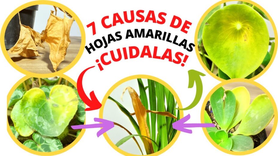 Plantas y botánica: Por qué las hojas de mi planta se vuelven amarillas