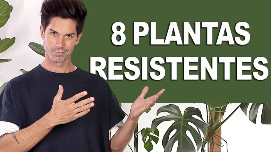 La planta de hojas grandes y verdes más fácil de cuidar: descubre cuál es