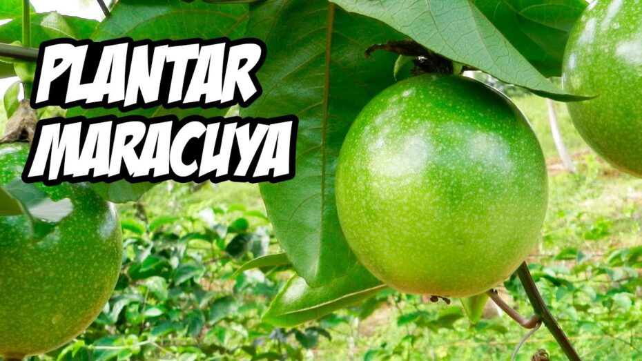 Cuidados de la planta maracuyá: todo lo que necesitas saber