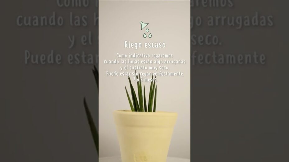 Cuidados de la planta mikado: todo lo que necesitas saber