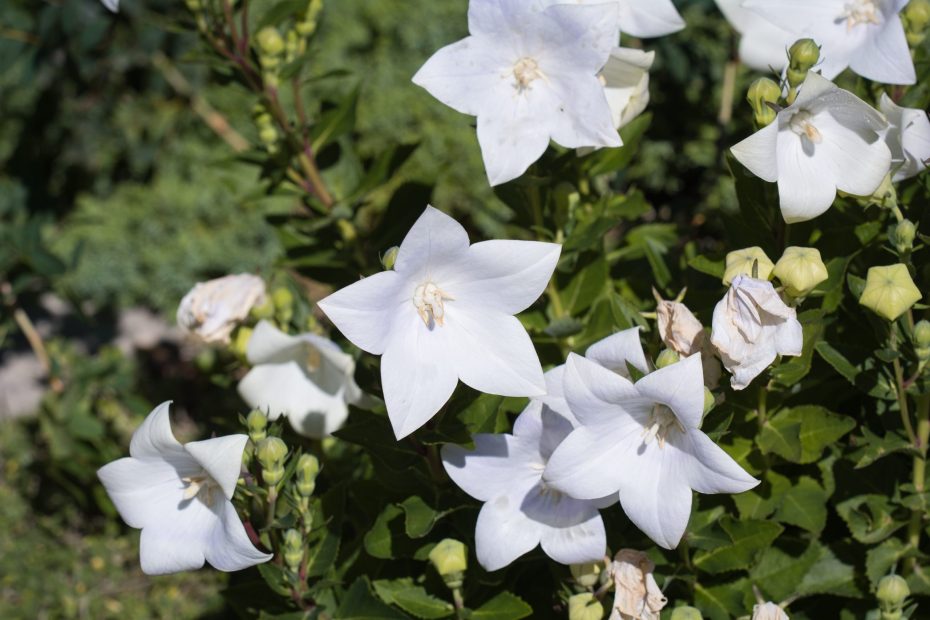 Planta trepadora de flores blancas: Descubre la más fácil de cuidar