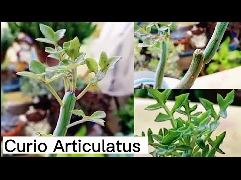 Senecio articulatus: Descubre los secretos de la planta vela en botánica y cuidados
