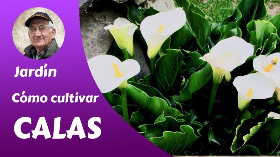 Cómo plantar calas: guía completa para el cultivo exitoso de estas hermosas plantas