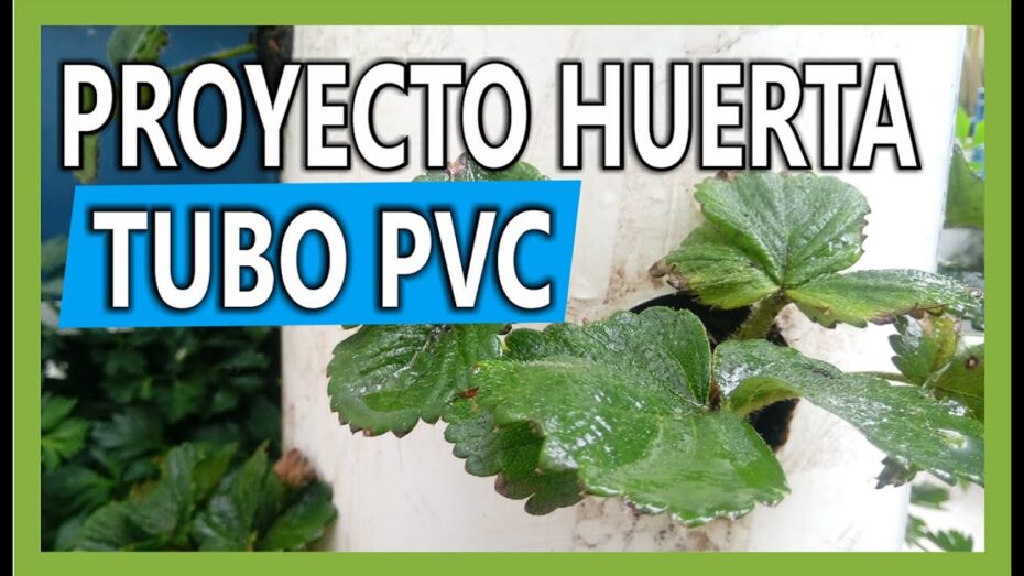 Cultivo de fresas en tubos: Consejos y técnicas para un cultivo exitoso