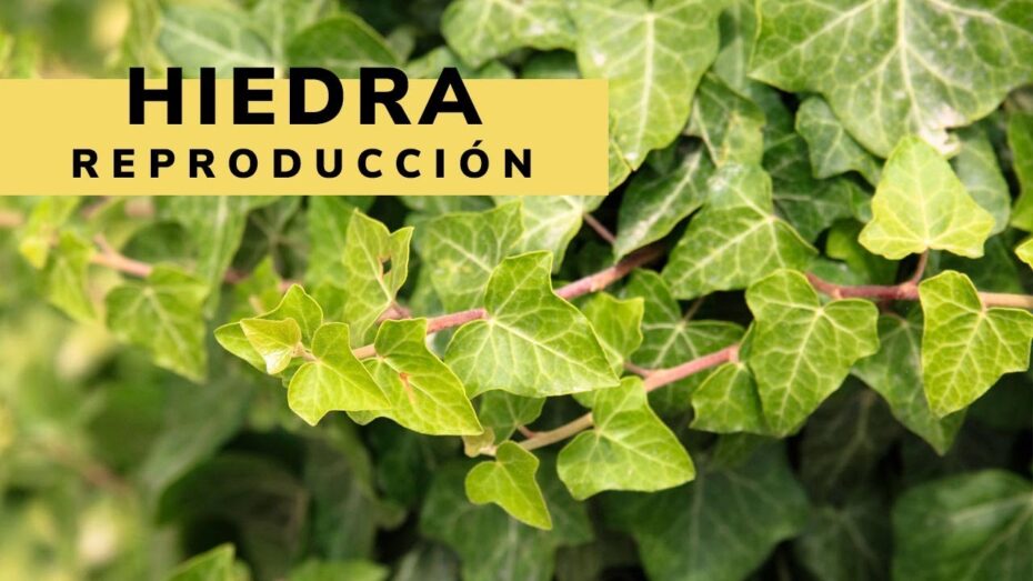 Hiedra: Guía completa para plantar y cuidar esta planta de forma exitosa