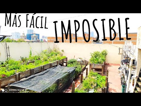 Plantas ideales para cultivar en un huerto urbano: guía completa