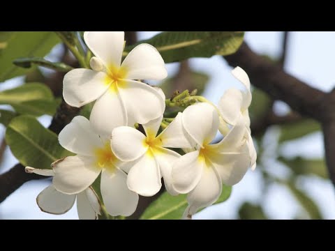 Plantar jazmín: Guía completa y consejos de experto en botánica