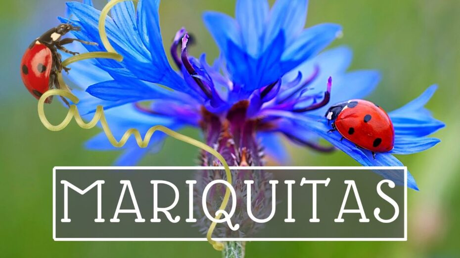 Atracción de mariquitas: plantas que las atraen