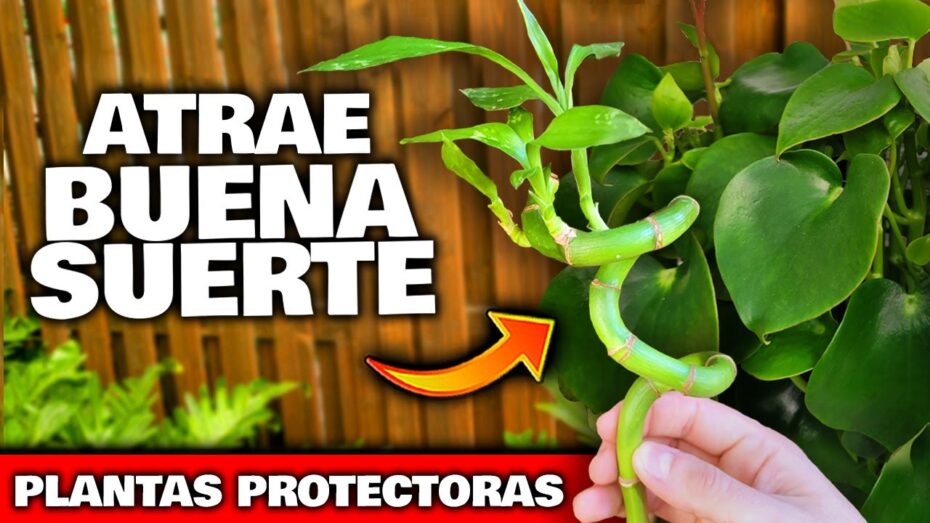 Plantas que atraen buena suerte: descubre cuáles son y cómo cuidarlas