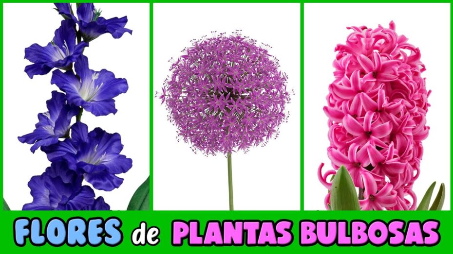 Bulbos para exterior: Descubre las plantas ideales para tu jardín