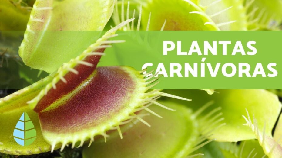 Tipos y cuidados de las plantas carnívoras