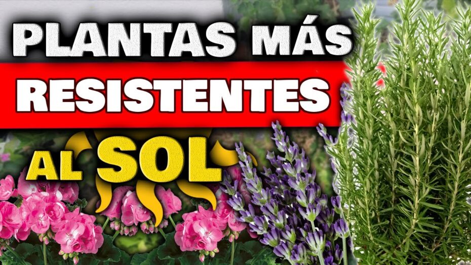 Plantas ideales para el clima ecuatorial: descubre las especies más adecuadas para tu jardín