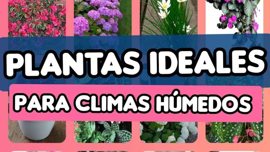 Plantas ideales para un clima lluvioso: descubre las especies más resistentes