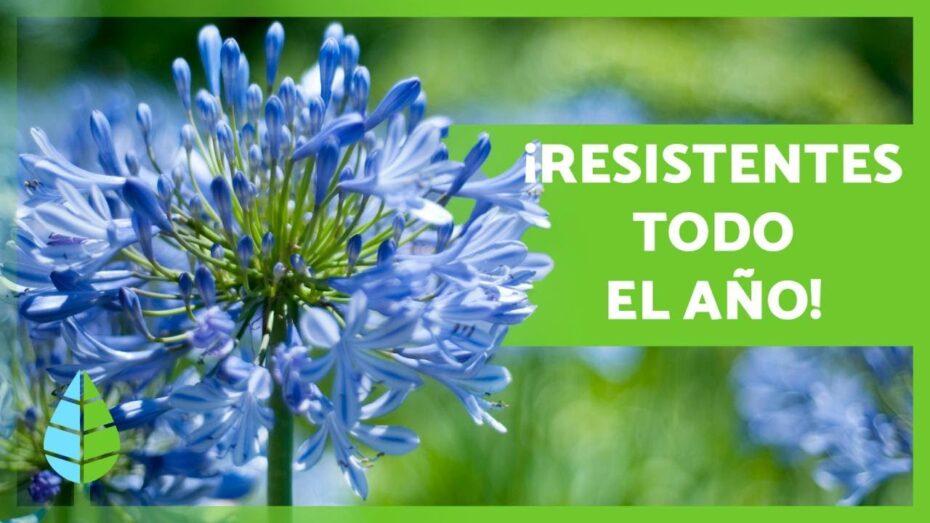 Plantas resistentes al clima polar: Descubre las especies ideales para tu jardín