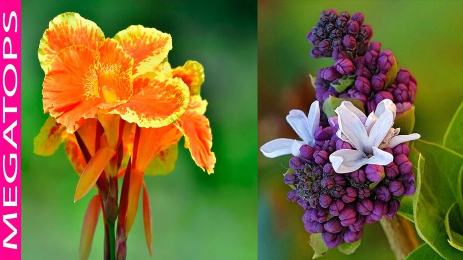 Plantas subtropicales ideales para tu jardín