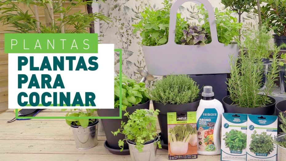 Plantas y botánica: Descubre las mejores opciones para tener un jardín de cocina