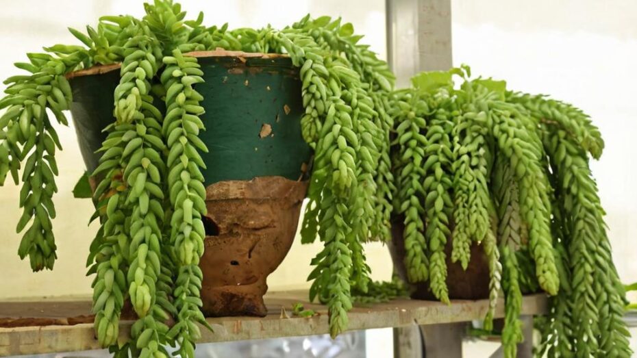 Plantas con formas originales que añadirán un toque único a tu jardín