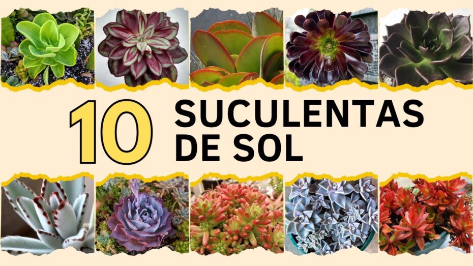 Plantas crasas de exterior: disfruta del sol con estas especies