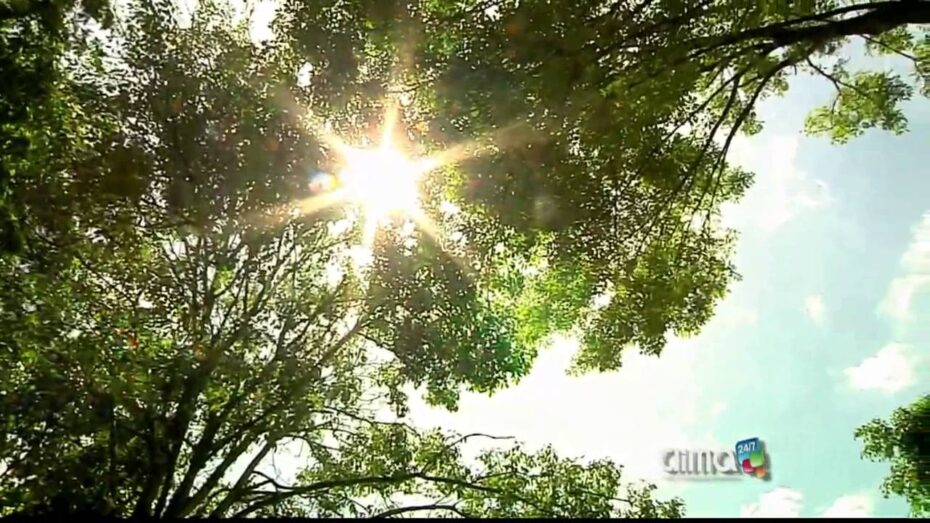 Alergia a las plantas: identificando las especies que pueden desencadenar síntomas
