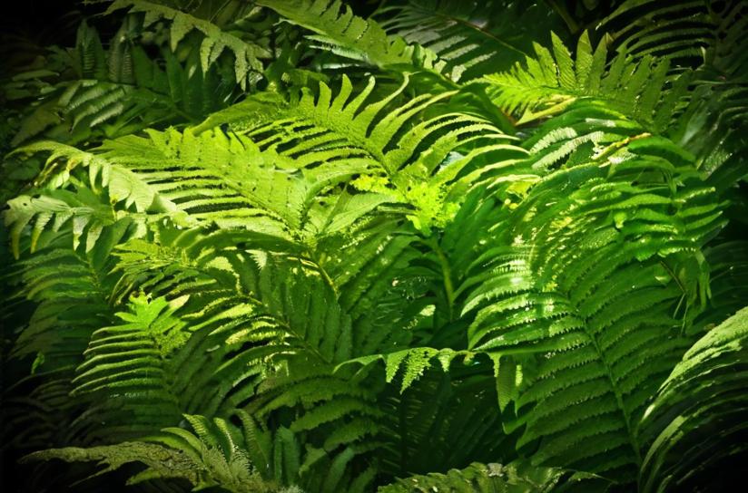 Plantas de sombra para exteriores