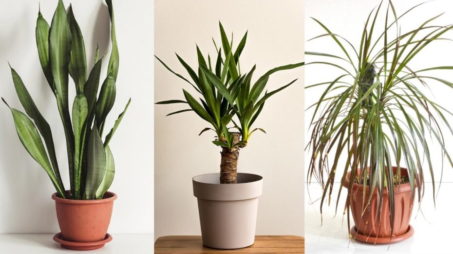 Plantas sin luz natural: Ideas para decorar un recibidor con estilo