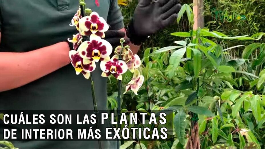 Plantas exóticas de interior: Descubre las maravillas botánicas para tu hogar