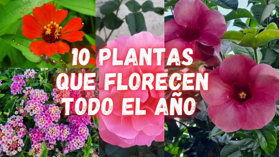 Rosadas y encantadoras: Descubre las plantas con florecitas de color rosa