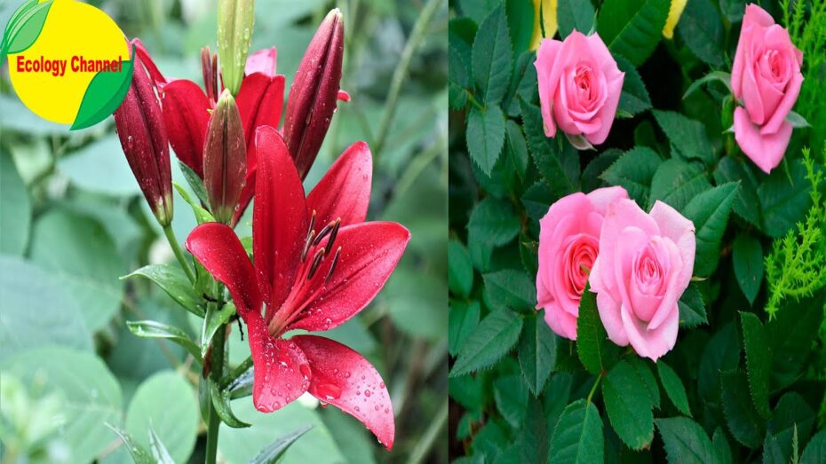 Plantas aromáticas con flores: Descubre su belleza y fragancia