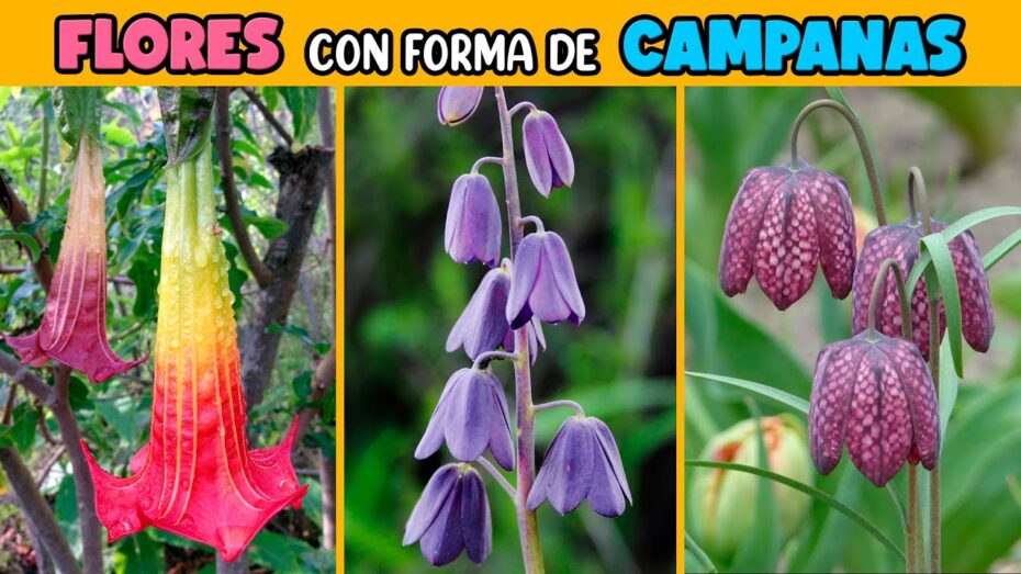 Campanillas florales: Descubre las plantas con flores en forma de campana