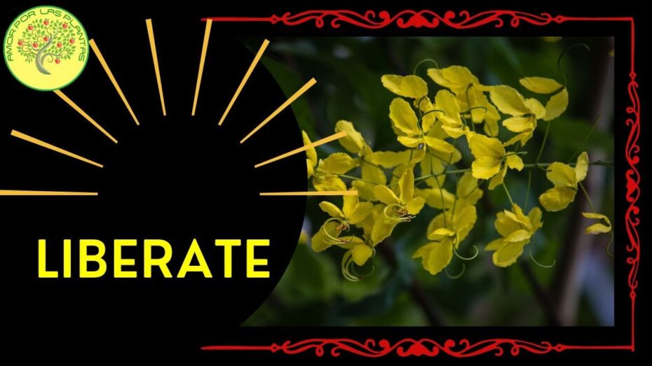 Cassia: Explorando las maravillas de las plantas de este género