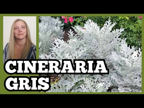 Plantas grises: Descubre la belleza y variedad de las especies botánicas en tonos grises