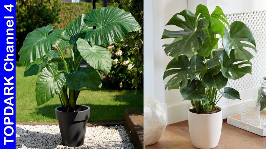 Grandes y Anchas: Plantas de Hojas de Ensueño