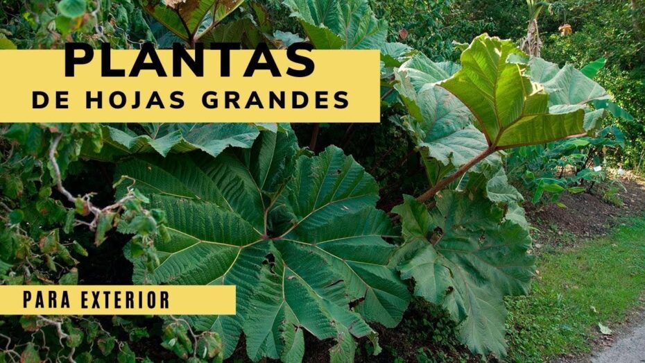 Exterior: Descubre las plantas de hojas grandes ideales para tu espacio