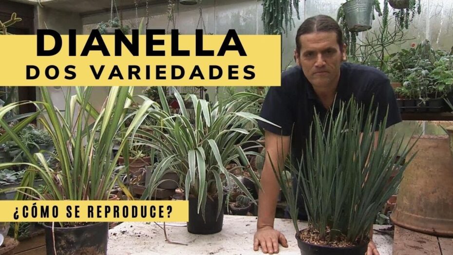 Plantas de hojas largas y delgadas: Descubre la belleza y versatilidad de estas especies botánicas