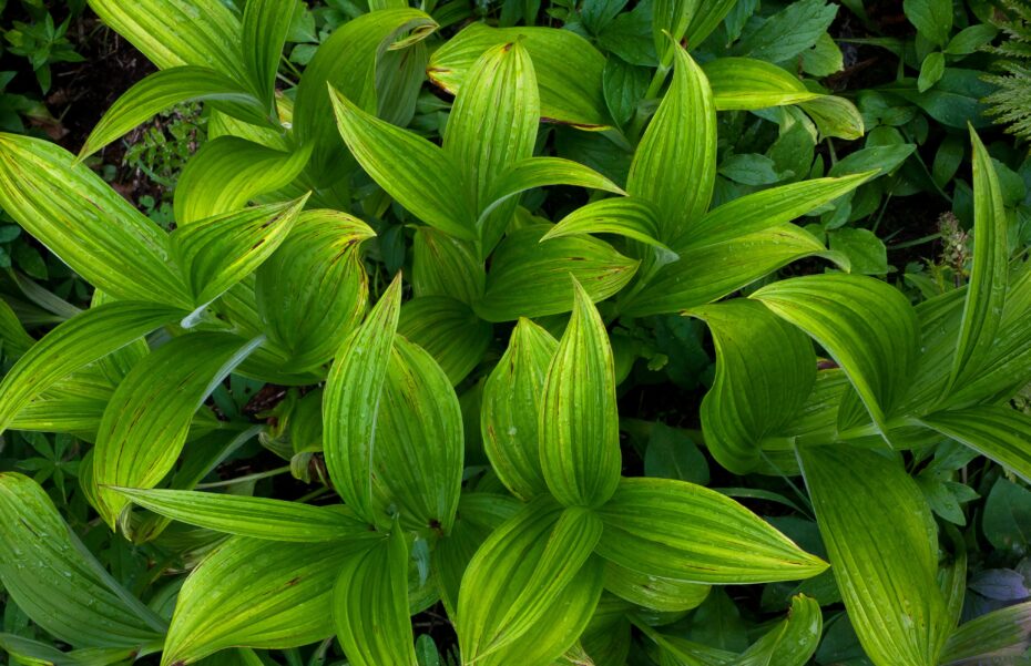 Plantas con hojas pequeñas: Descubre la diversidad y encanto botánico