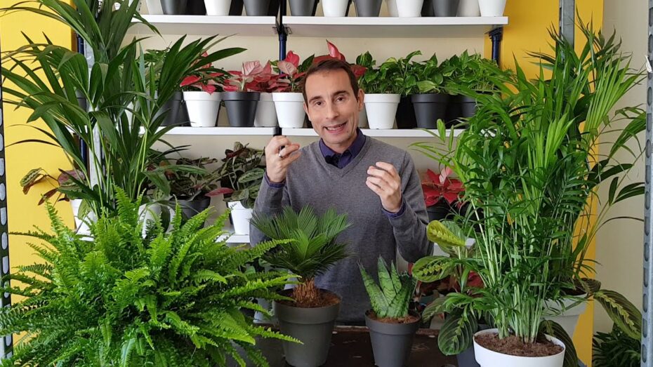 Plantas aptas para gatos de interior: descubre cuáles son las mejores opciones
