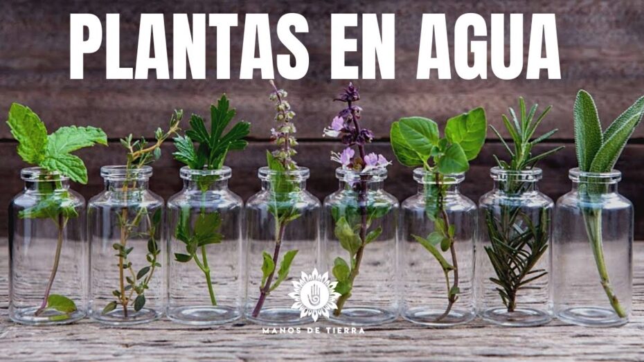 Plantas de interior: Descubre cómo crecen en agua
