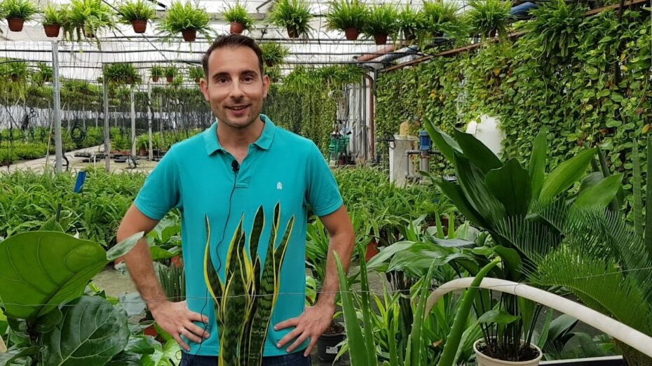 Duraderas plantas de interior: descubre las opciones ideales para tu hogar