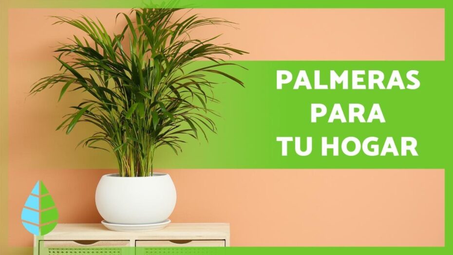Palmeras: Plantas de interior exóticas y elegantes