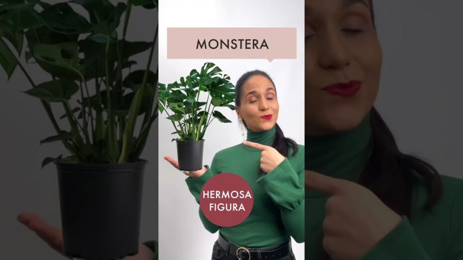 Plantas de interior ideales para decorar pasillos
