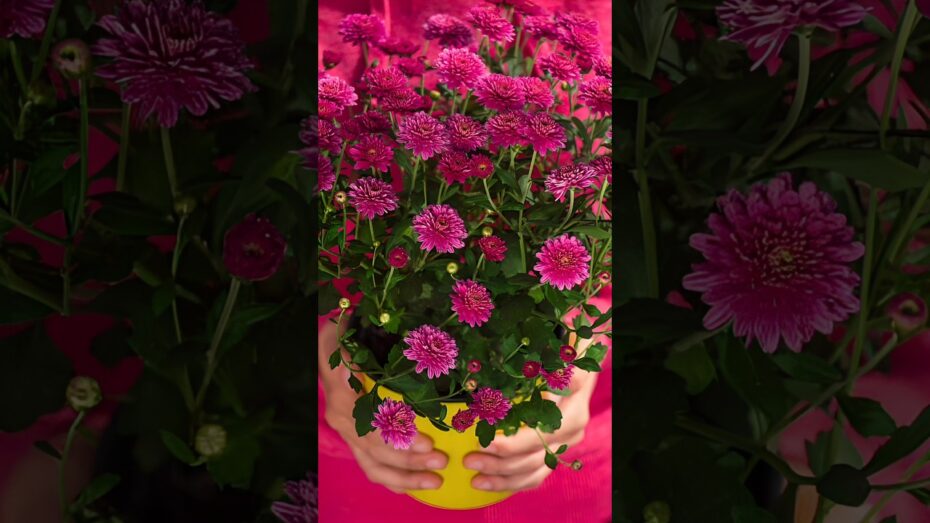 Decoración con plantas moradas: ideas para tu hogar o jardín