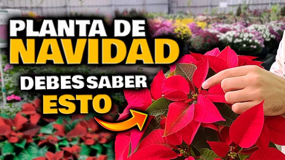 Plantas de Navidad: Ideas para tener en casa y crear un ambiente festivo